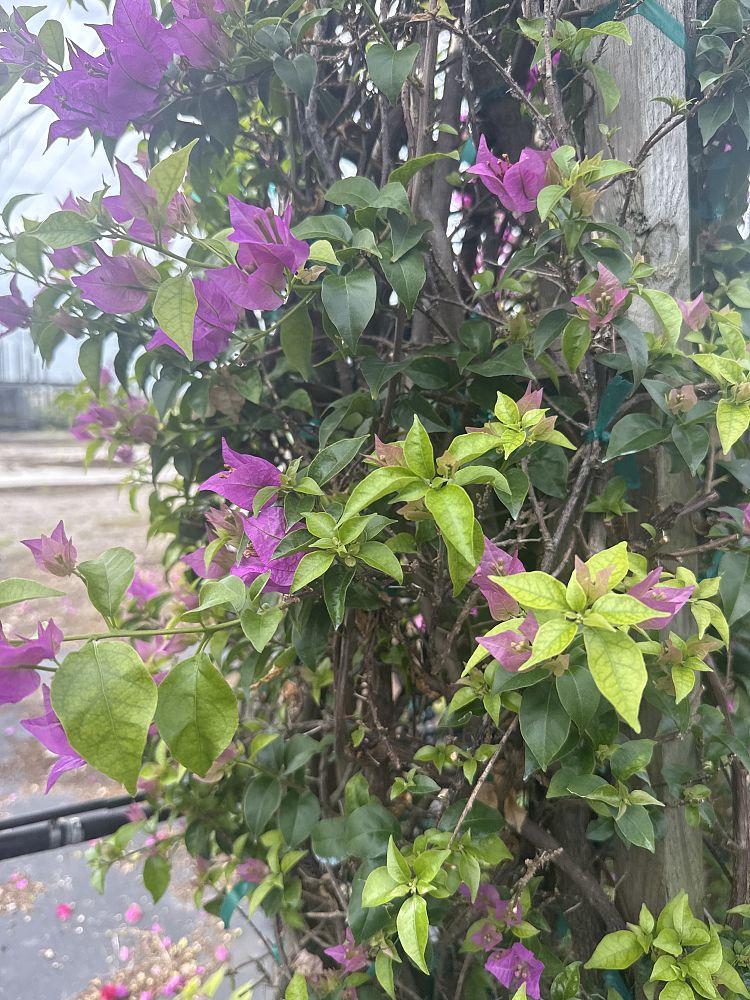 bougainvillea-new-river