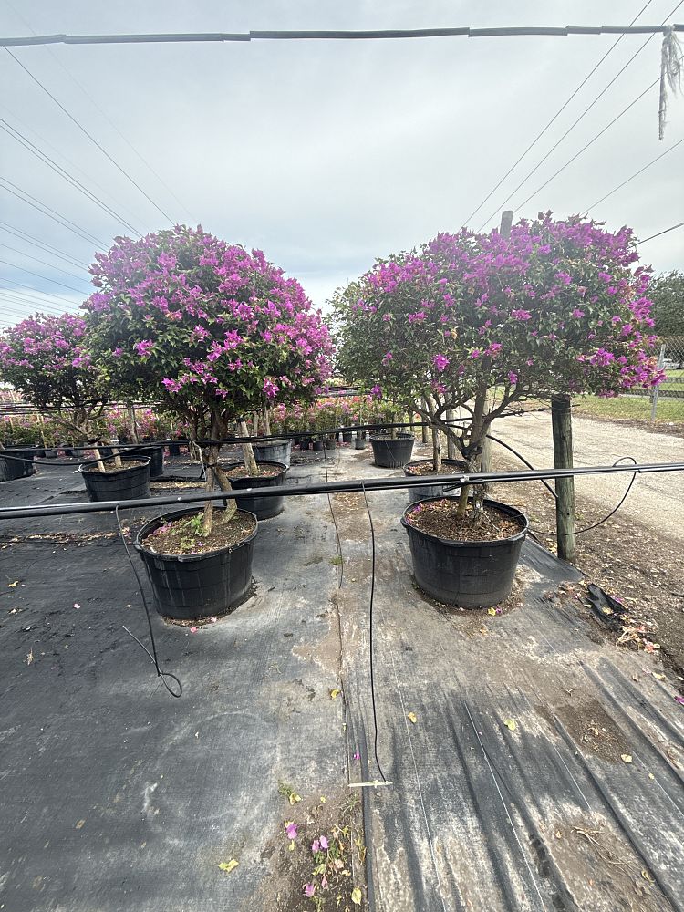 bougainvillea-new-river