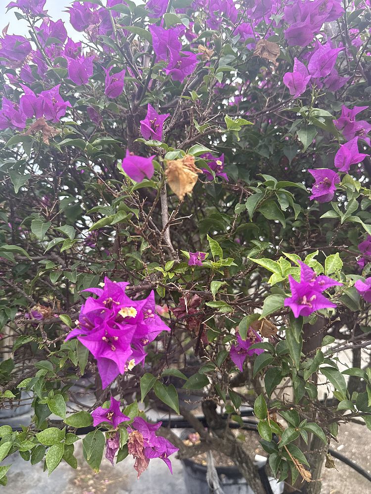 bougainvillea-new-river