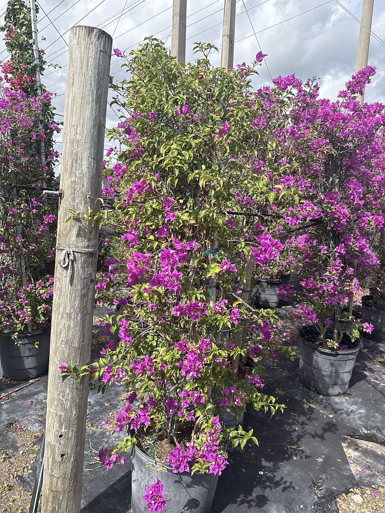 bougainvillea-new-river