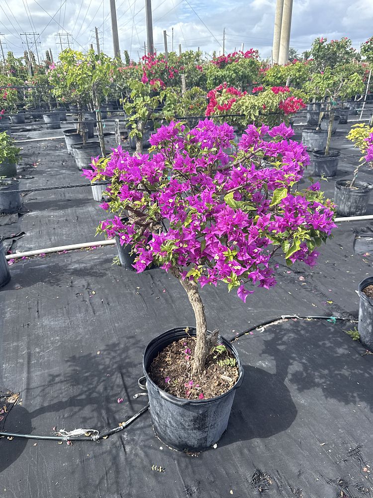 bougainvillea-new-river