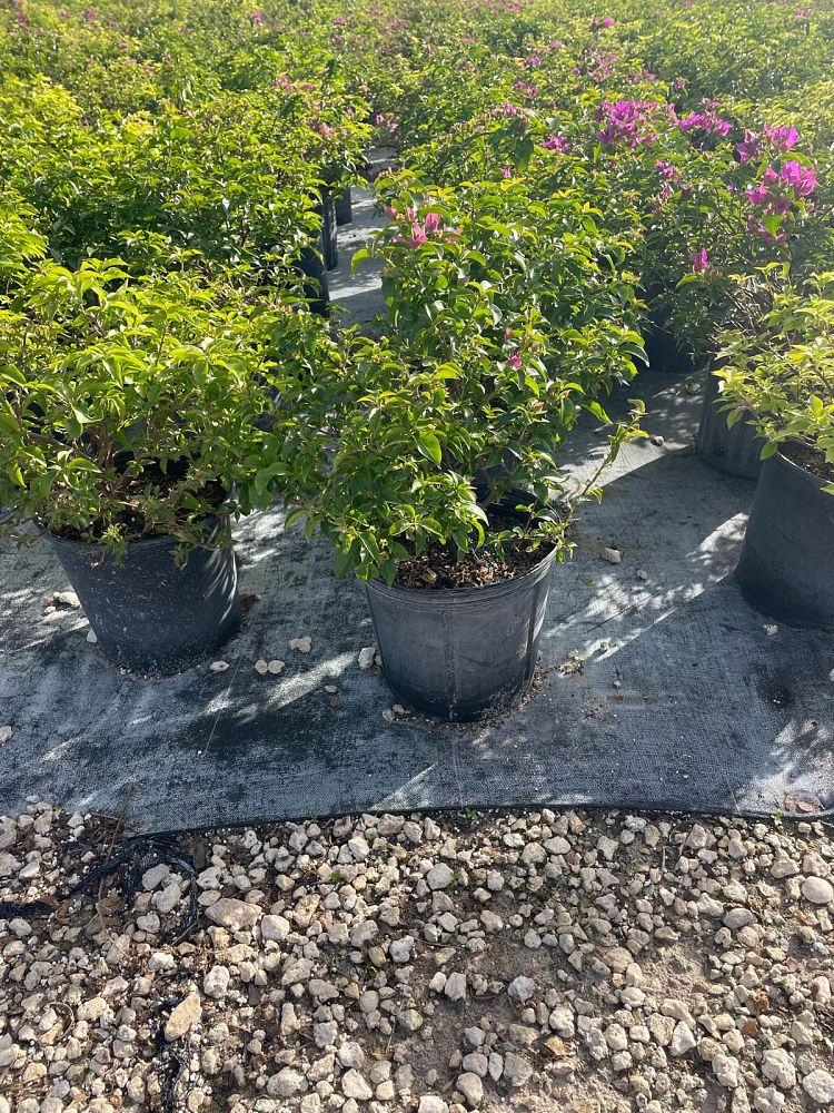 bougainvillea-new-river