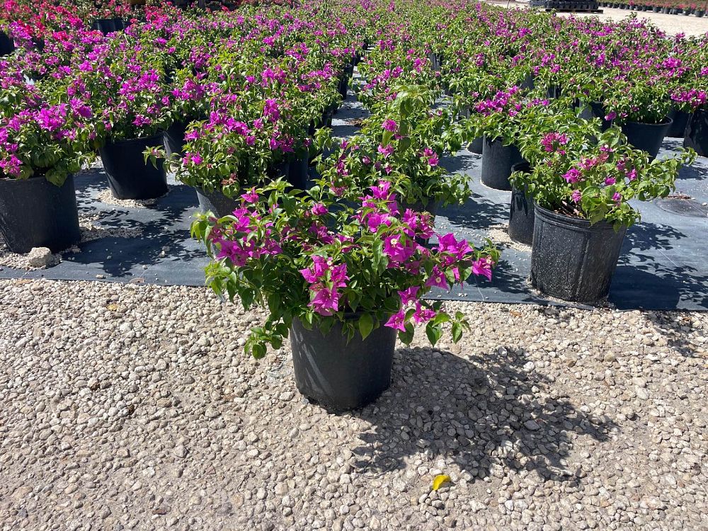 R Plants Nursery | plantANT.com