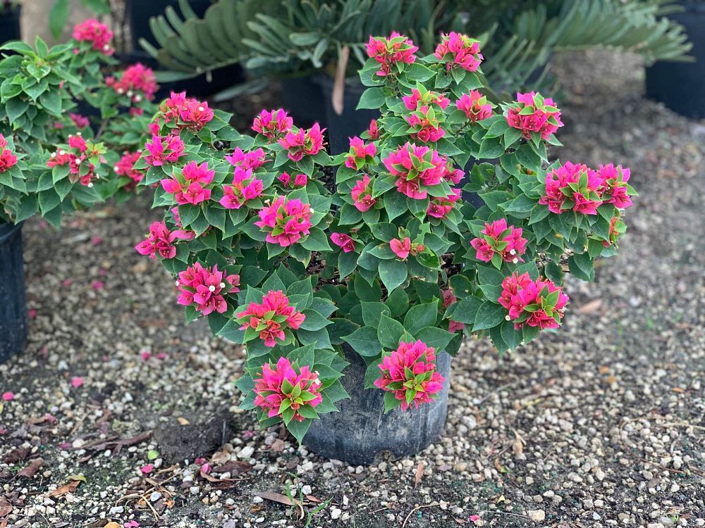 bougainvillea-pink-pixie