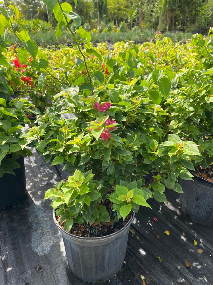 bougainvillea-pink-pixie