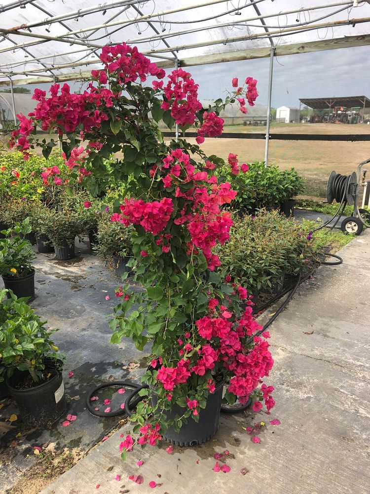 bougainvillea-pink