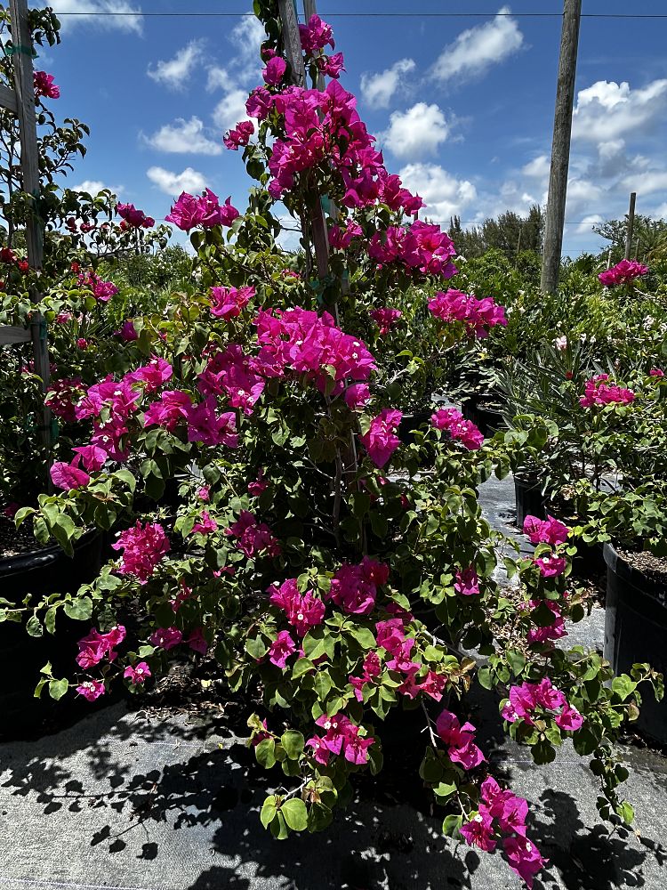 bougainvillea-pink