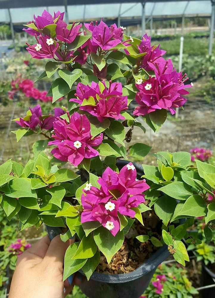 bougainvillea-purple