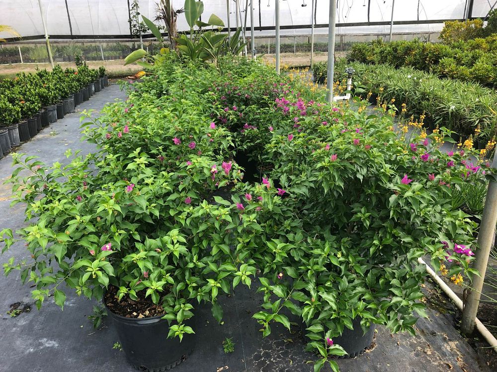 bougainvillea-purple