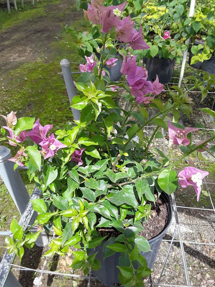 bougainvillea-purple