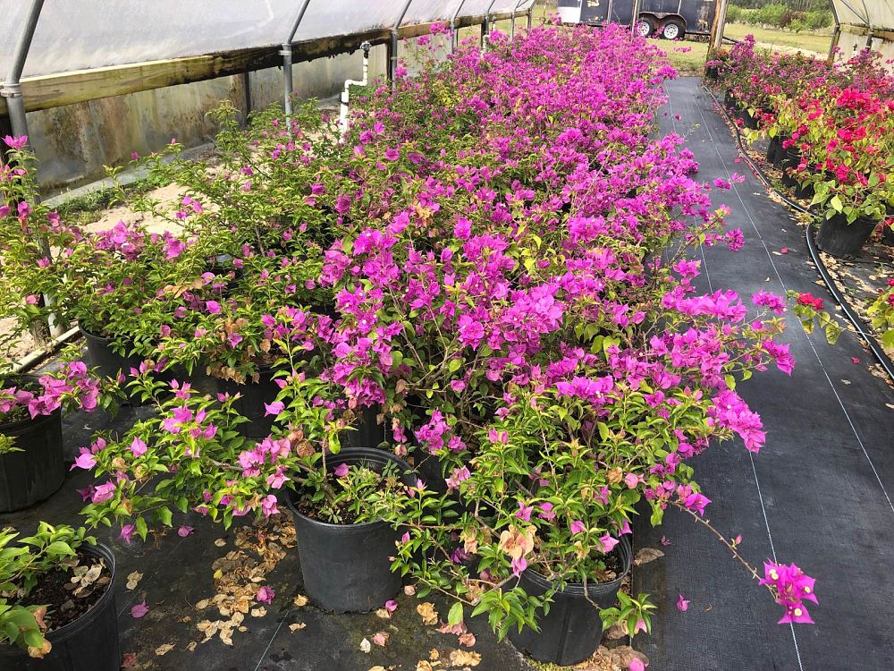 bougainvillea-purple