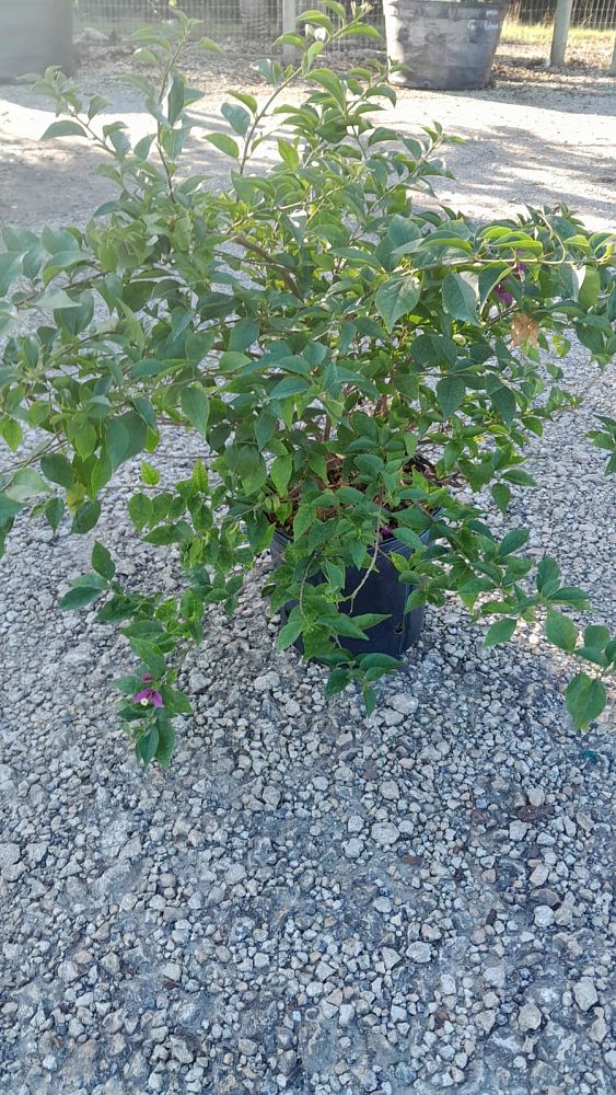 bougainvillea-purple