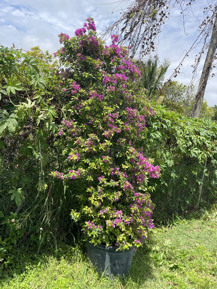 bougainvillea-purple