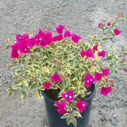 bougainvillea-raspberry-ice-variegated-red