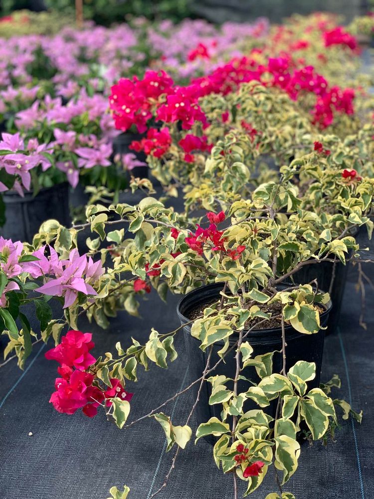 bougainvillea-raspberry-ice-variegated-red