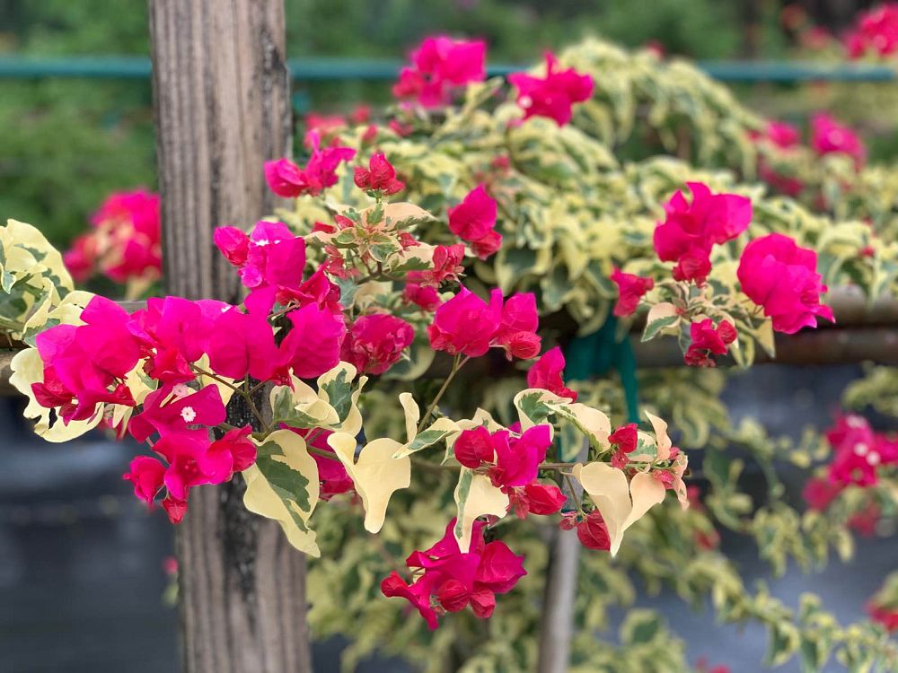 bougainvillea-raspberry-ice-variegated-red