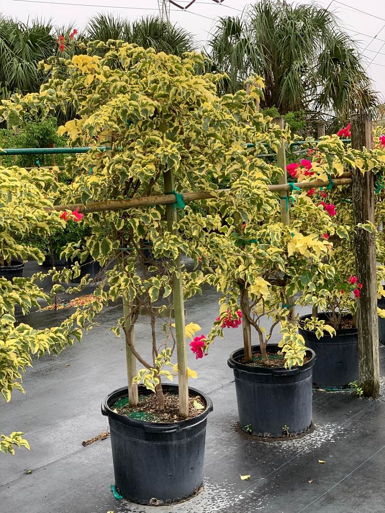 bougainvillea-raspberry-ice-variegated-red