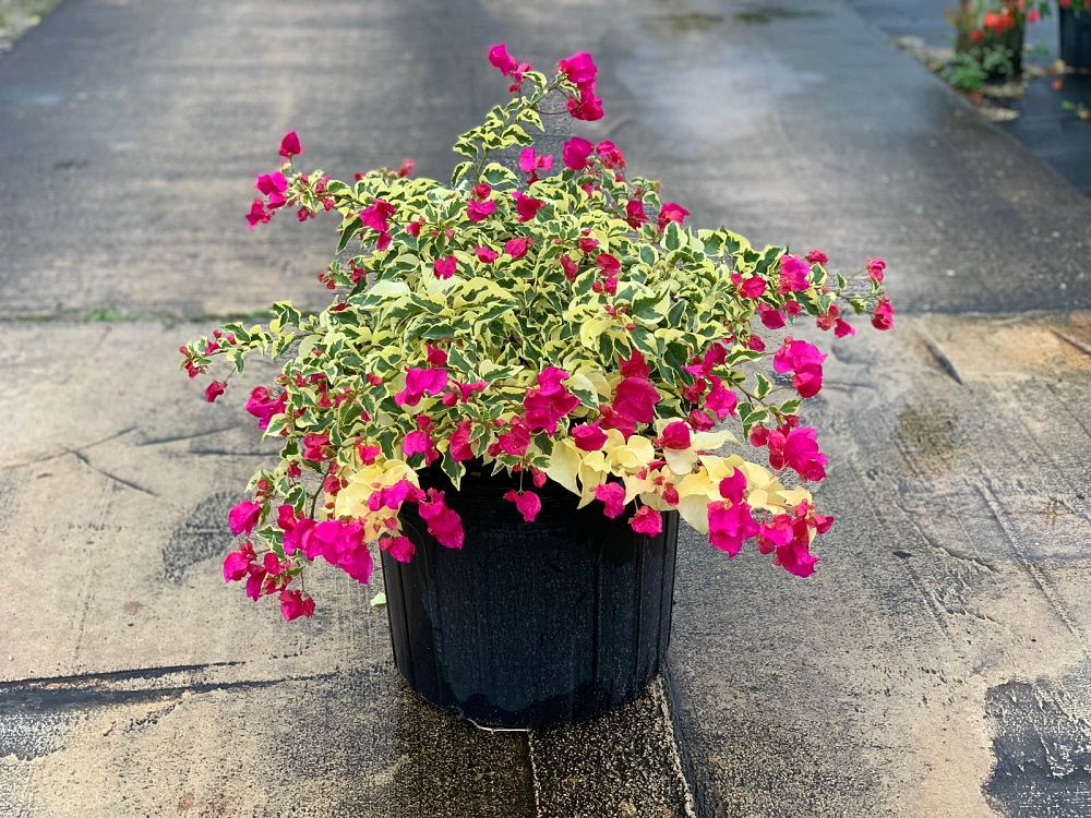 bougainvillea-raspberry-ice-variegated-red
