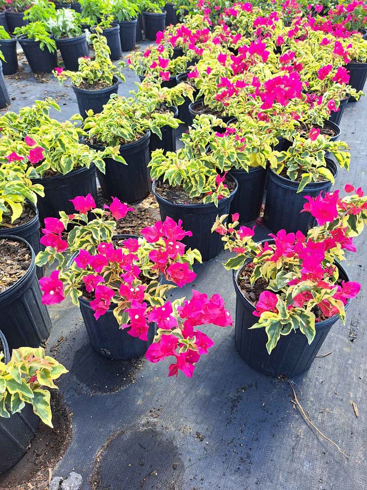 bougainvillea-raspberry-ice-variegated-red