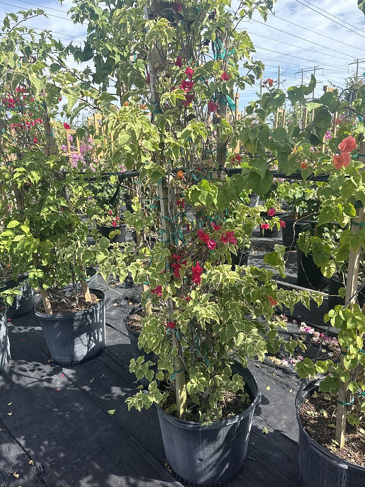 bougainvillea-raspberry-ice-variegated-red