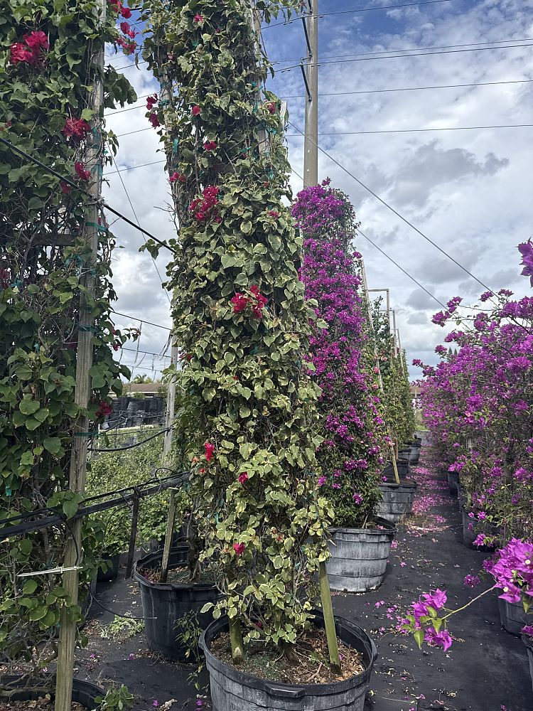 bougainvillea-raspberry-ice-variegated-red