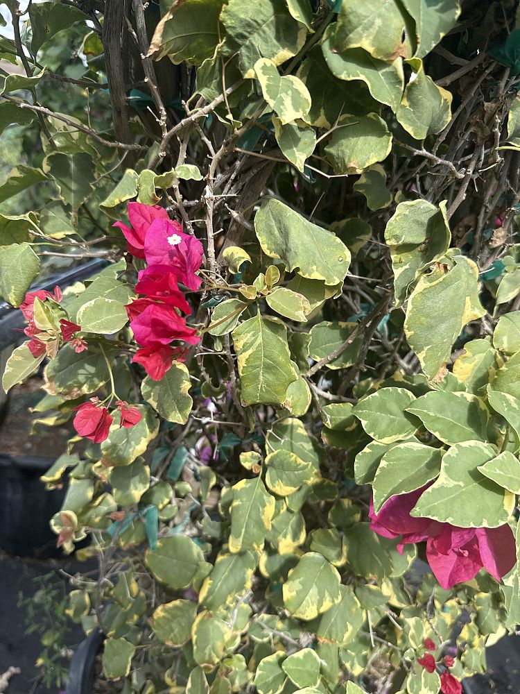 bougainvillea-raspberry-ice-variegated-red