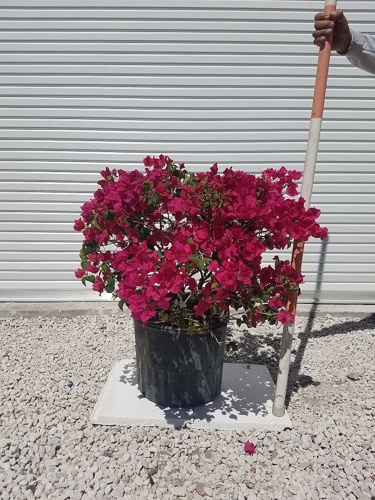 bougainvillea-red