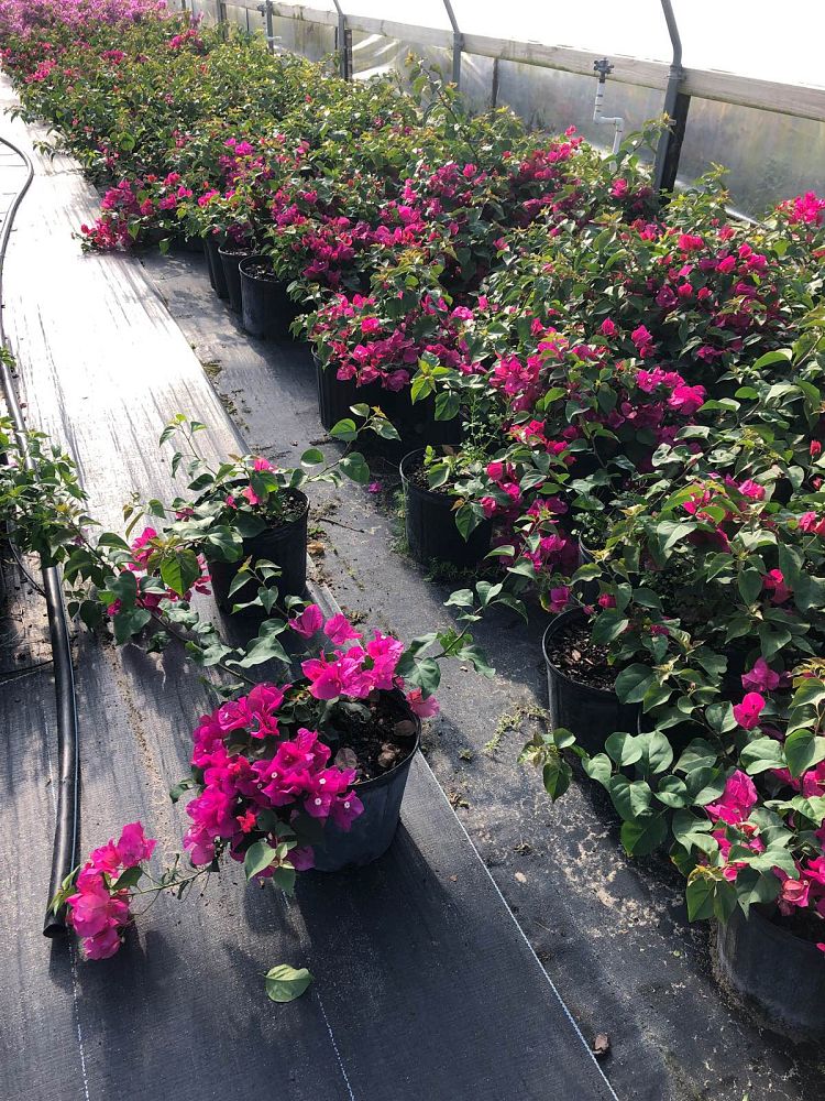bougainvillea-red