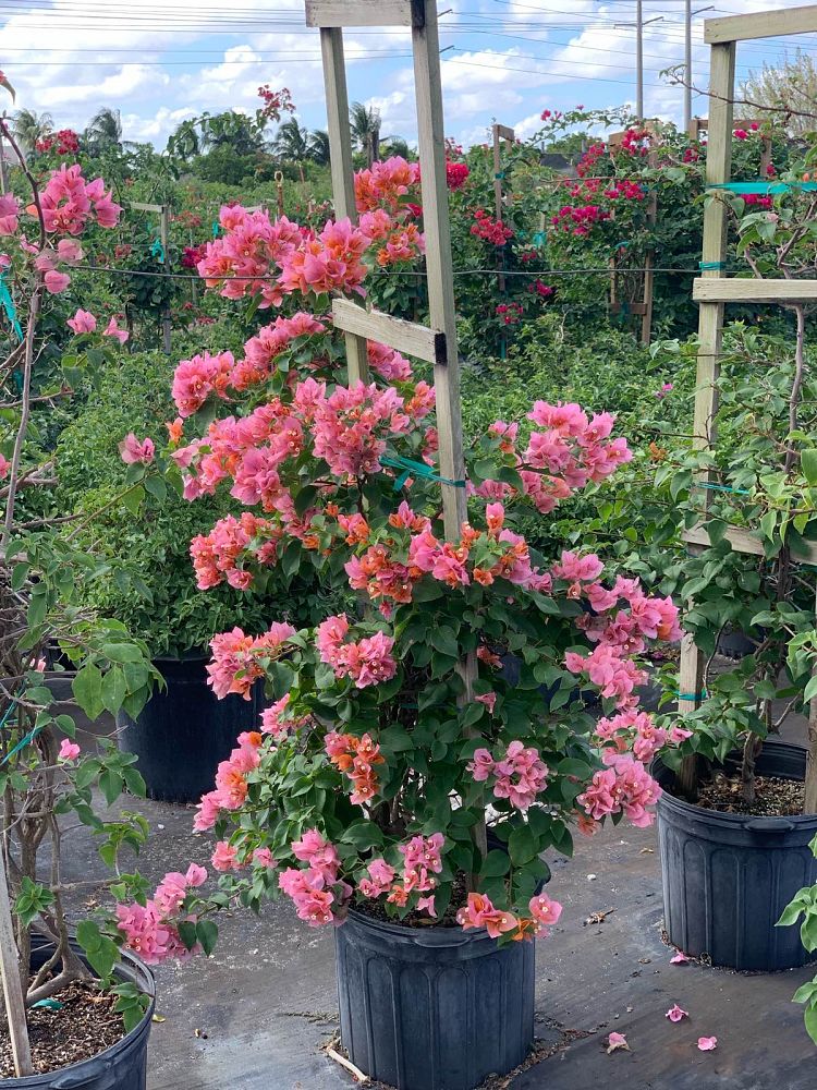 bougainvillea-rosenka-orange