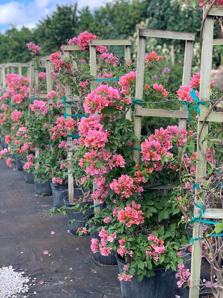 bougainvillea-rosenka-orange