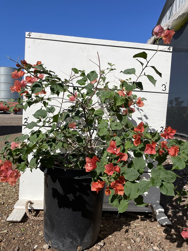 bougainvillea-rosenka