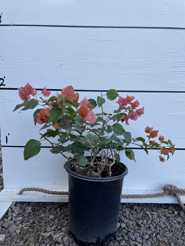 bougainvillea-rosenka