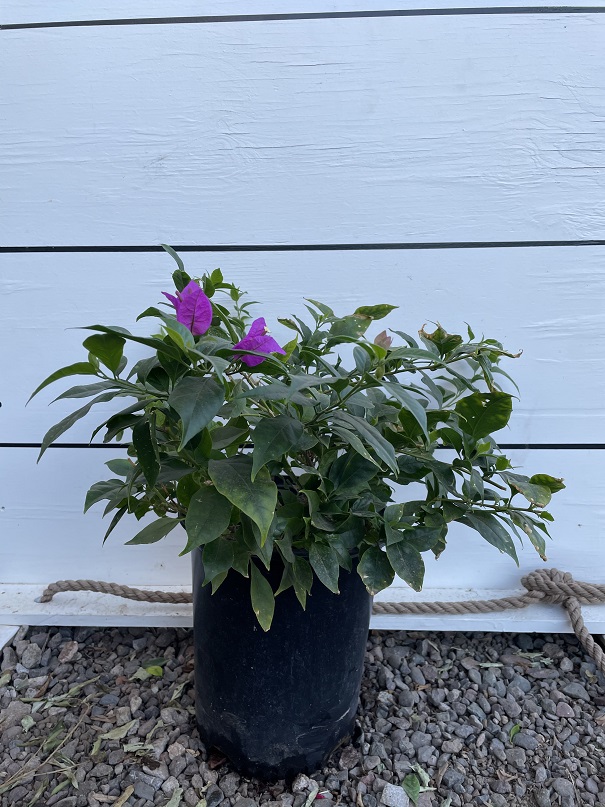 bougainvillea-royal-purple