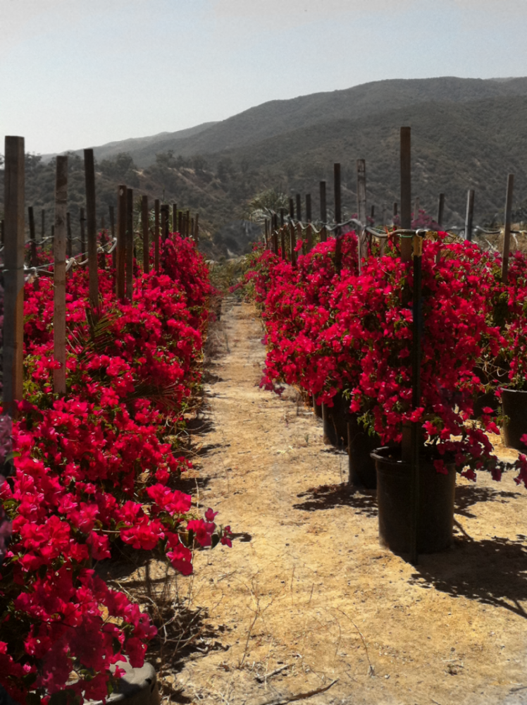 bougainvillea-san-diego-red