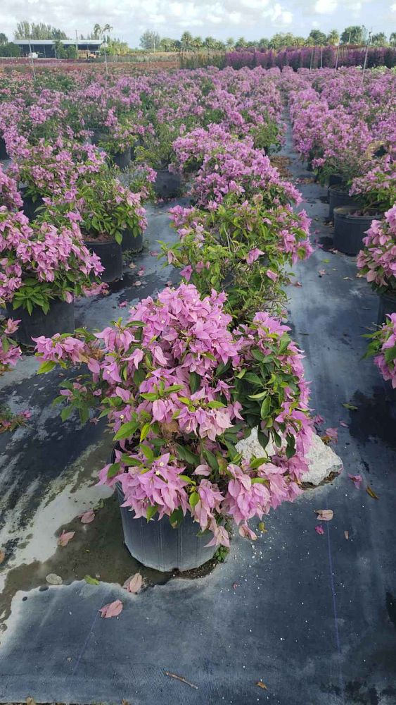 bougainvillea-silhouette