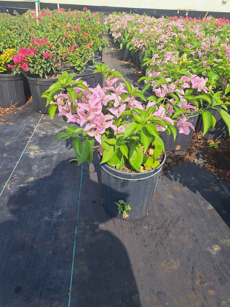 bougainvillea-silhouette