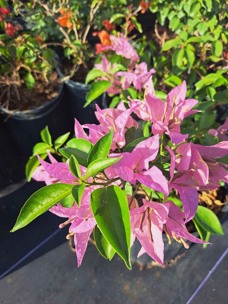 bougainvillea-silhouette