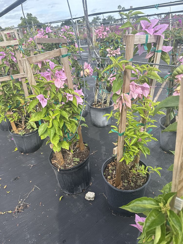 bougainvillea-silhouette
