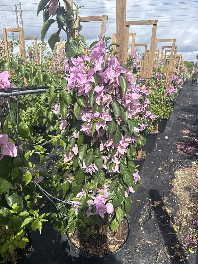 bougainvillea-silhouette