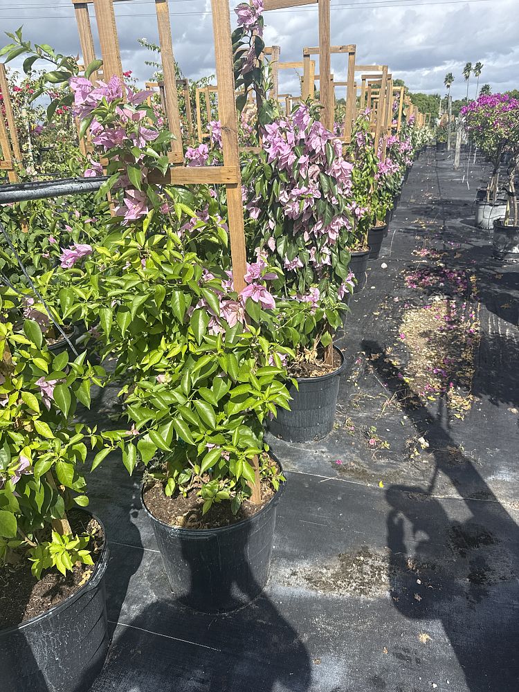 bougainvillea-silhouette