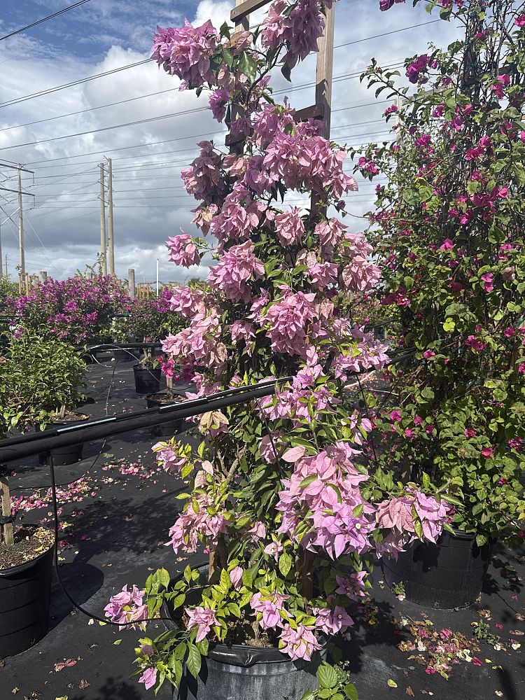 bougainvillea-silhouette