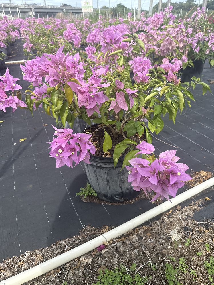 bougainvillea-silhouette
