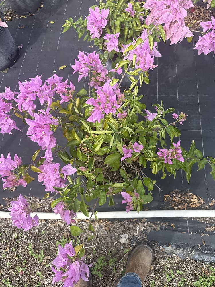 bougainvillea-silhouette