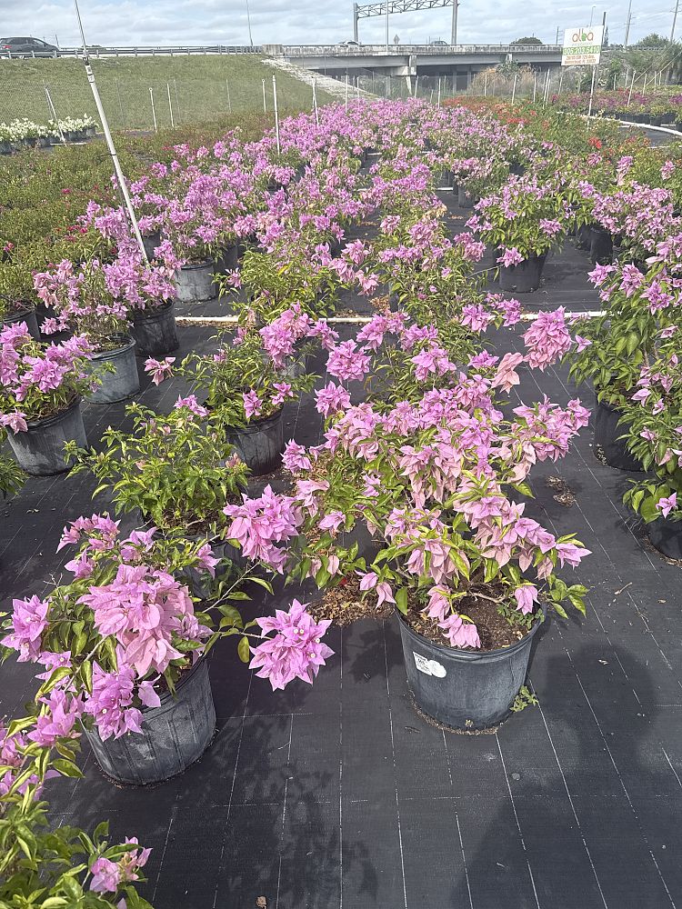 bougainvillea-silhouette