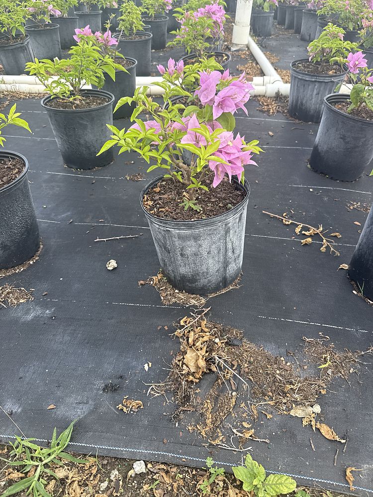 bougainvillea-silhouette