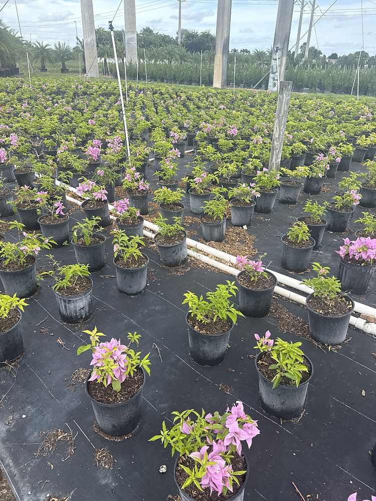 bougainvillea-silhouette