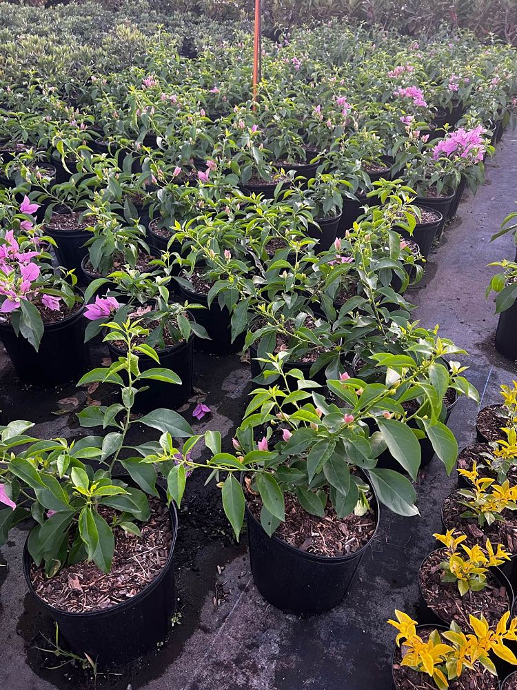 bougainvillea-silhouette-thornless-lilac