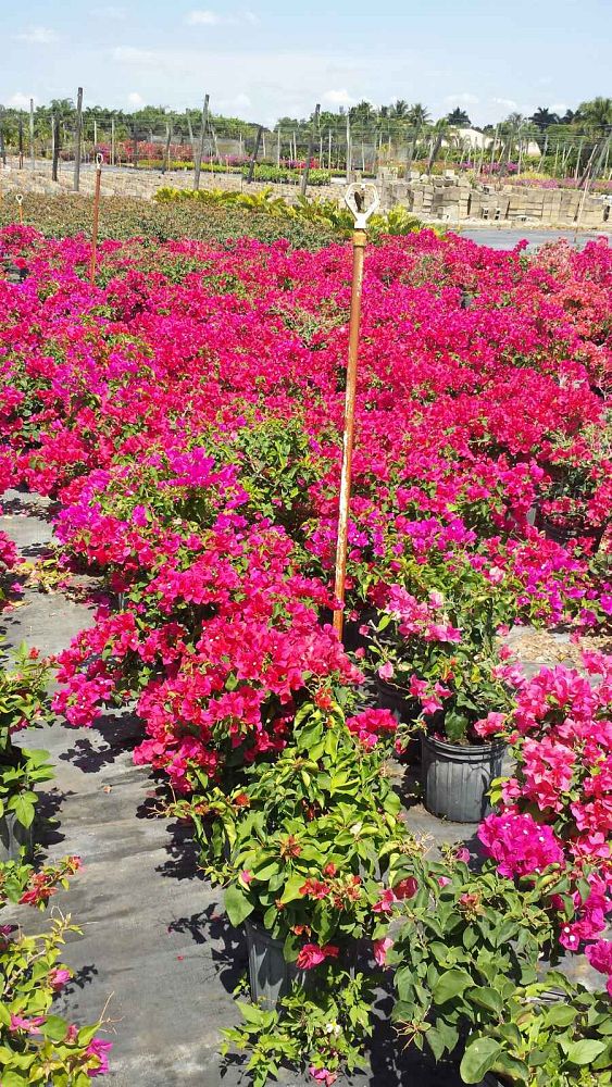 bougainvillea