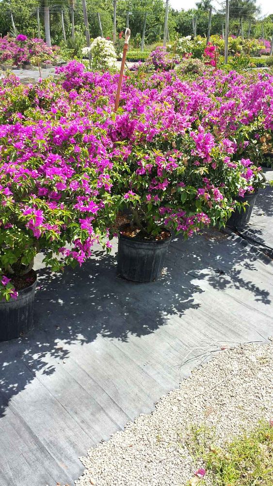 bougainvillea