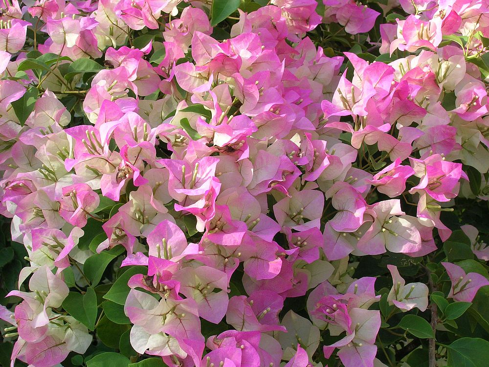 bougainvillea